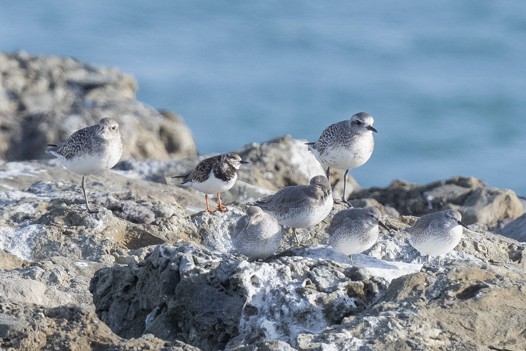 Ruddy Turnstone